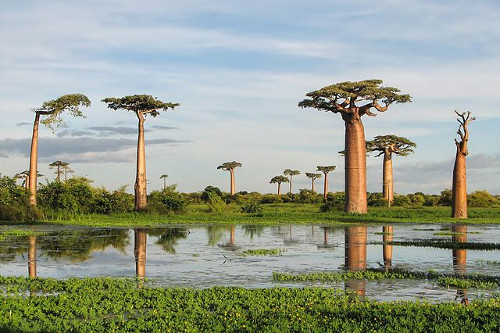 Photo de baobabs de Grandidier (Adansonia grandidieri), près de Morondava, Madagascar.